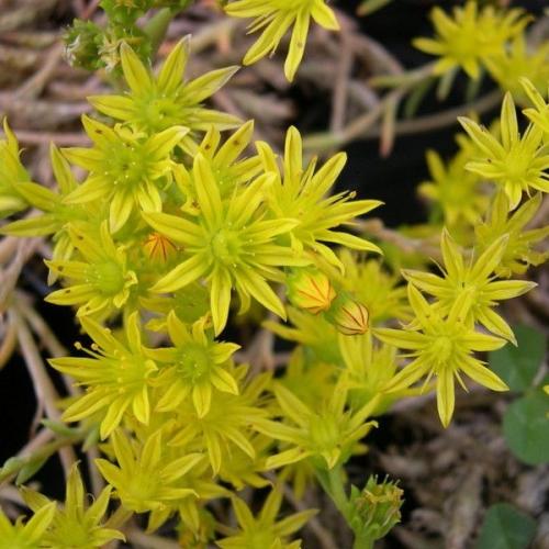 2_sedum_amplexicaule.jpg