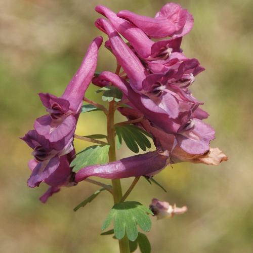 7_corydalis_solida.jpg