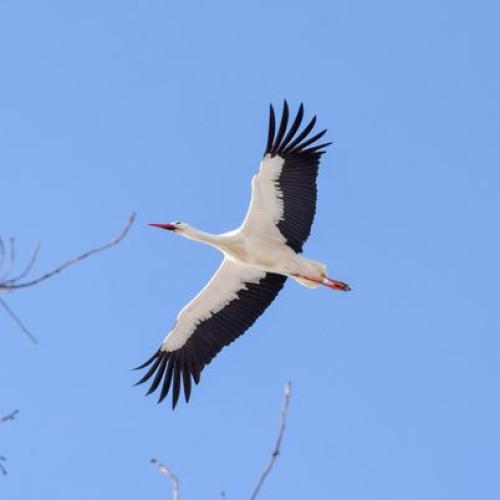 ciconia_ciconia_credit_photo_gergely_gajda.jpg