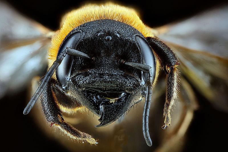 800px-megachile_sculpturalis1.jpg