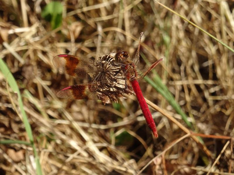 sympetrum