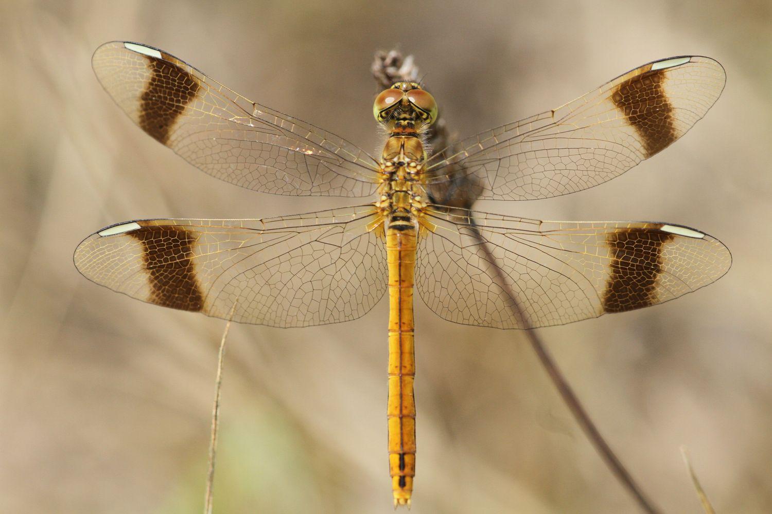 sympetrum