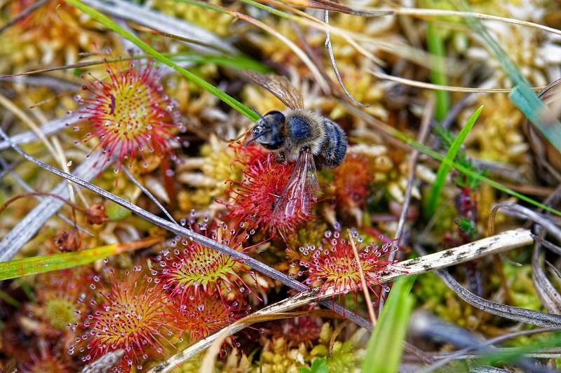 drosera