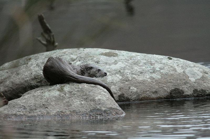 Loutre