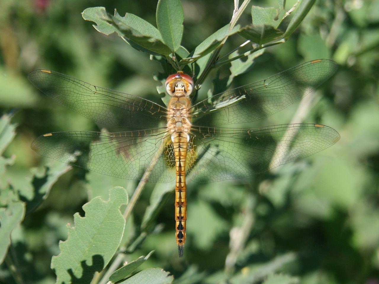 Pantala flavescens