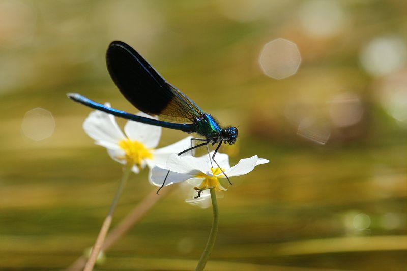 Demoiselle