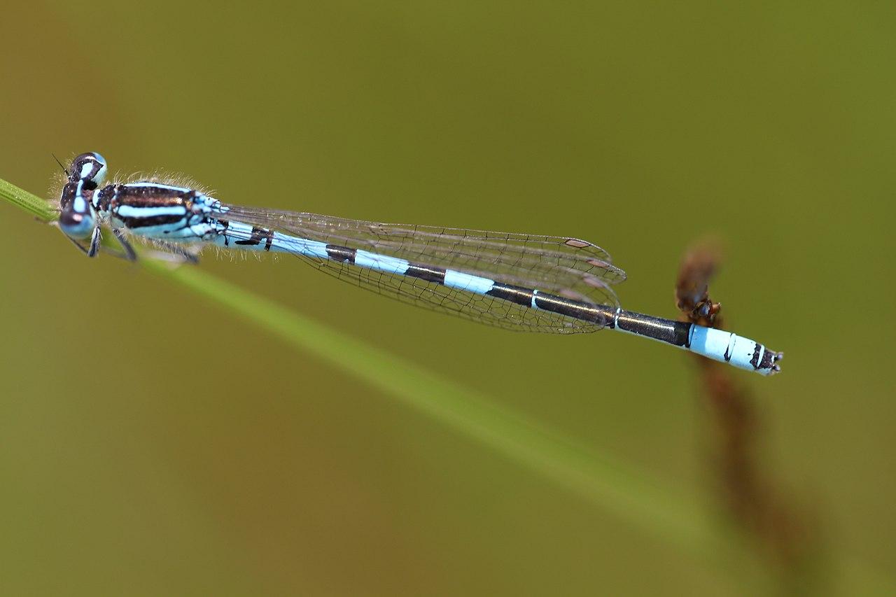 Agrion mignon