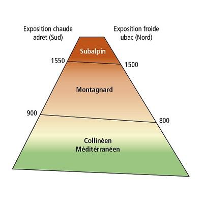 Schema Étages de végétation.jpg