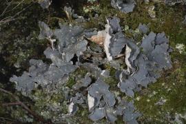 lobaria_scrobiculata.jpg